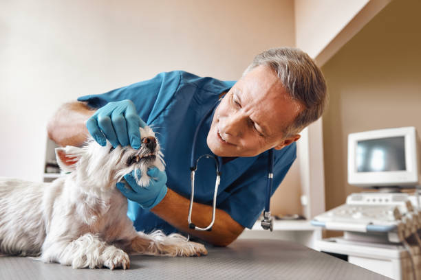 Best Emergency Dental Care for Broken or Chipped Teeth in Murphy, NC